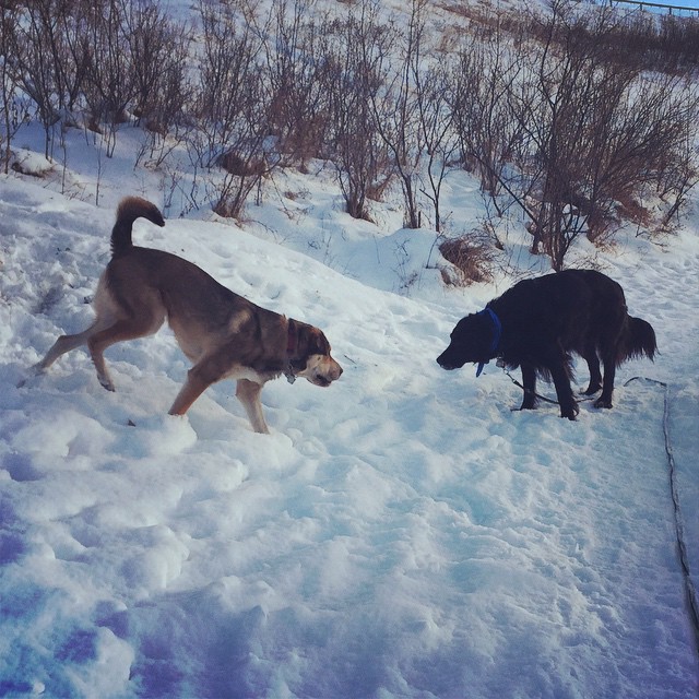 Here are some happy dawgs!!! #sunshine #summer #dogs #packwalks #dogwalker #nwcalgary #yyc