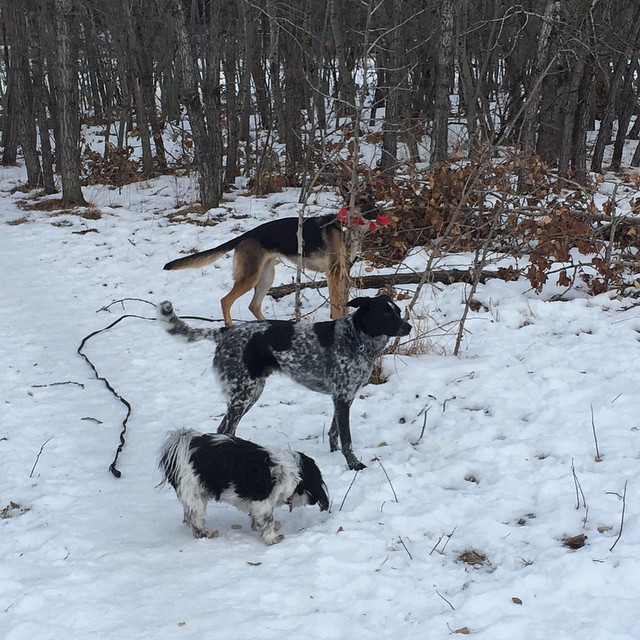 Here are some happy dawgs!!! #sunshine #summer #dogs #packwalks #dogwalker #nwcalgary #yyc