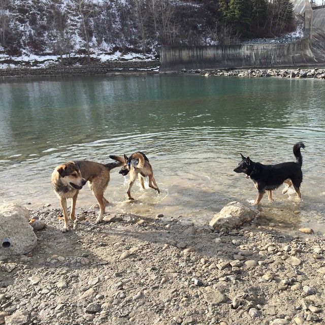 Here are some happy dawgs!!! #sunshine #summer #dogs #packwalks #dogwalker #nwcalgary #yyc