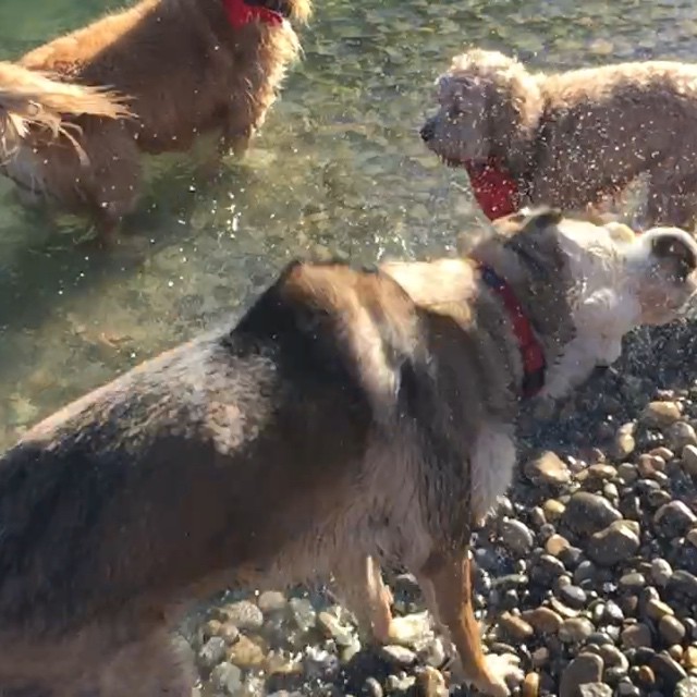 Here are some happy dawgs!!! #sunshine #summer #dogs #packwalks #dogwalker #nwcalgary #yyc