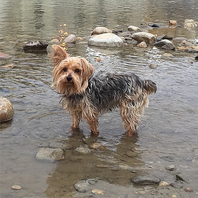 Here are some happy dawgs!!! #sunshine #summer #dogs #packwalks #dogwalker #nwcalgary #yyc