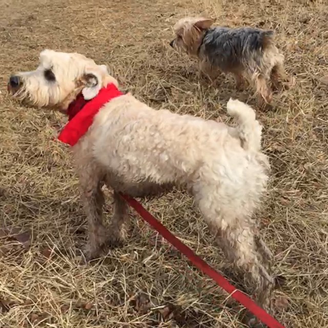 Here are some happy dawgs!!! #sunshine #summer #dogs #packwalks #dogwalker #nwcalgary #yyc