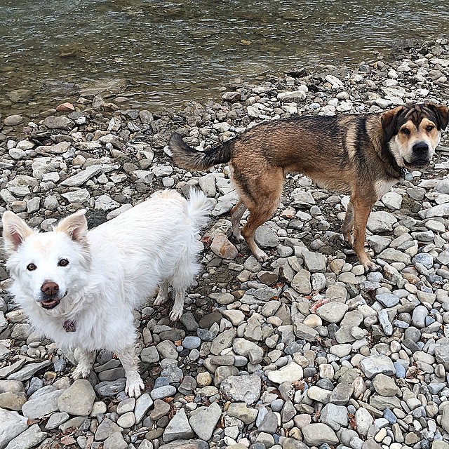 Here are some happy dawgs!!! #sunshine #summer #dogs #packwalks #dogwalker #nwcalgary #yyc