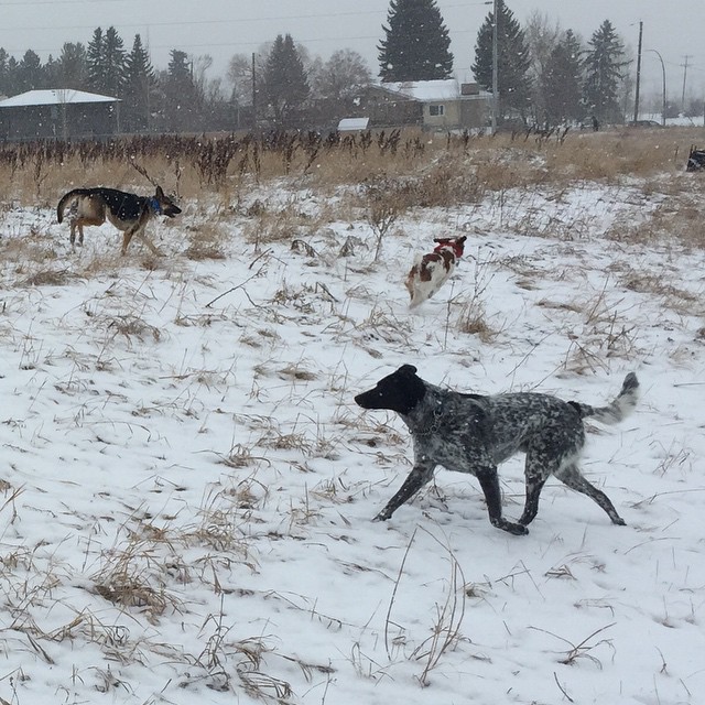 Here are some happy dawgs!!! #sunshine #summer #dogs #packwalks #dogwalker #nwcalgary #yyc