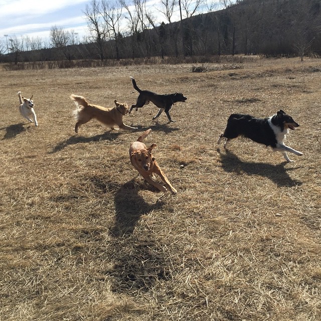 Here are some happy dawgs!!! #sunshine #summer #dogs #packwalks #dogwalker #nwcalgary #yyc