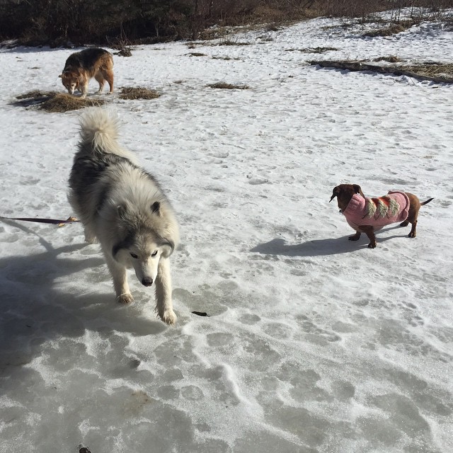 Here are some happy dawgs!!! #sunshine #summer #dogs #packwalks #dogwalker #nwcalgary #yyc