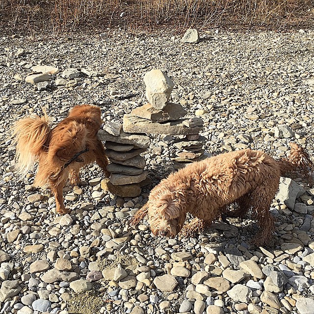 Here are some happy dawgs!!! #sunshine #summer #dogs #packwalks #dogwalker #nwcalgary #yyc