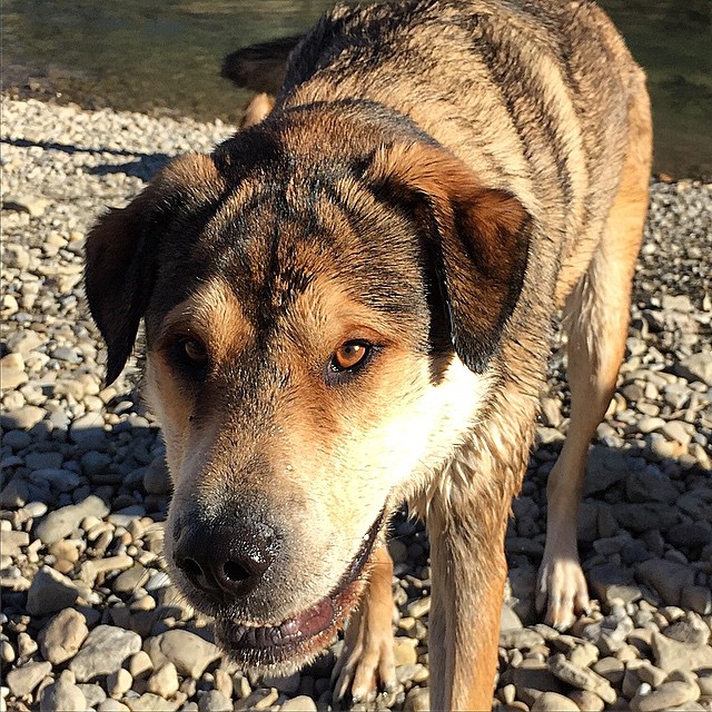 Here are some happy dawgs!!! #sunshine #summer #dogs #packwalks #dogwalker #nwcalgary #yyc