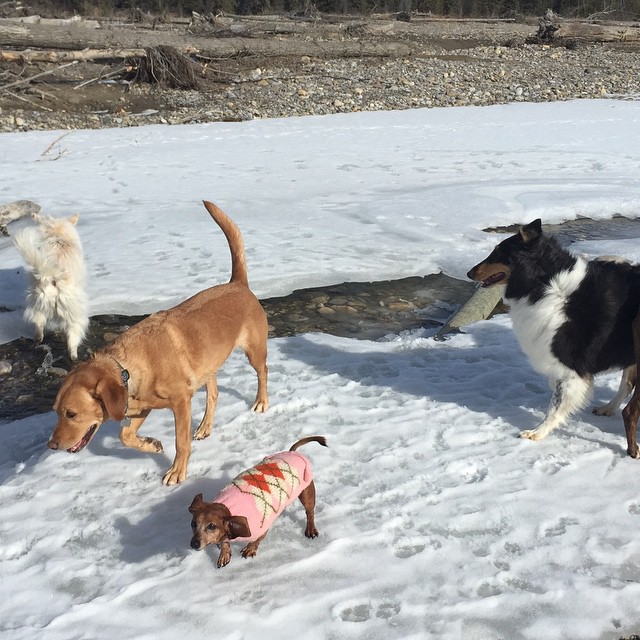 Here are some happy dawgs!!! #sunshine #summer #dogs #packwalks #dogwalker #nwcalgary #yyc
