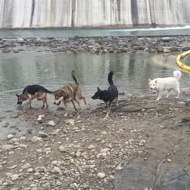 Here are some happy dawgs!!! #sunshine #summer #dogs #packwalks #dogwalker #nwcalgary #yyc