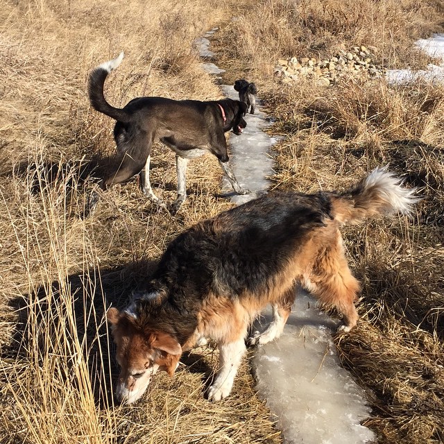 Here are some happy dawgs!!! #sunshine #summer #dogs #packwalks #dogwalker #nwcalgary #yyc