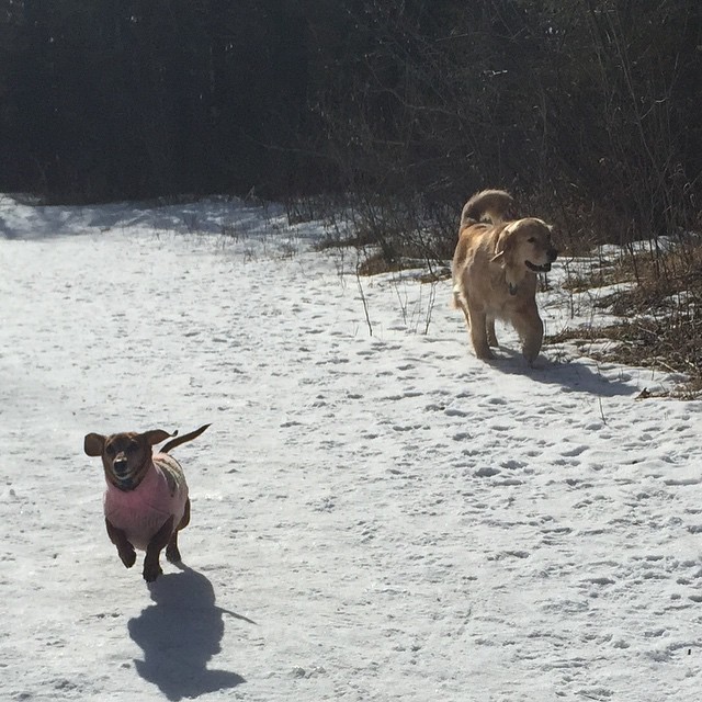 Here are some happy dawgs!!! #sunshine #summer #dogs #packwalks #dogwalker #nwcalgary #yyc