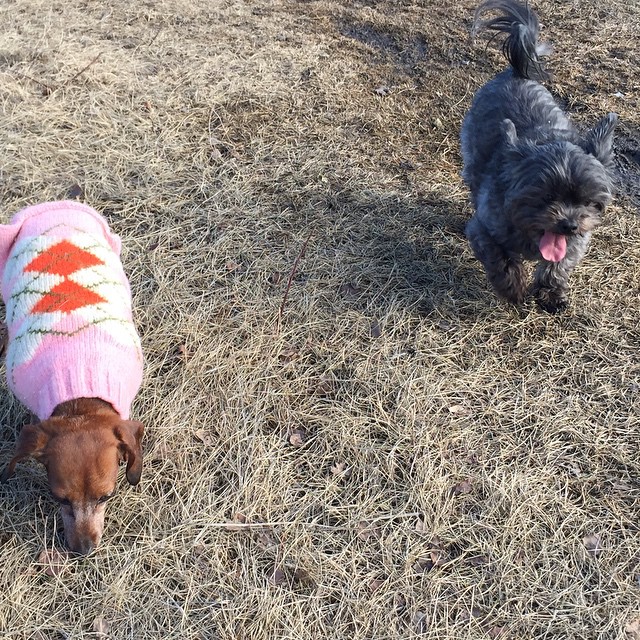 Here are some happy dawgs!!! #sunshine #summer #dogs #packwalks #dogwalker #nwcalgary #yyc