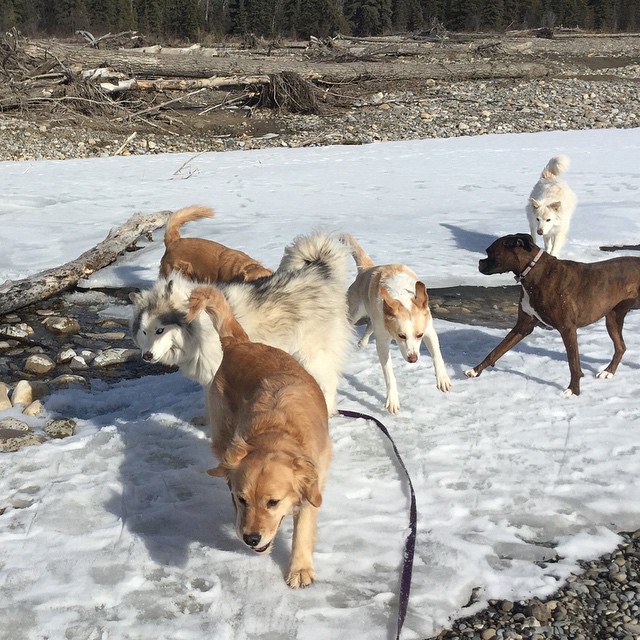 Here are some happy dawgs!!! #sunshine #summer #dogs #packwalks #dogwalker #nwcalgary #yyc