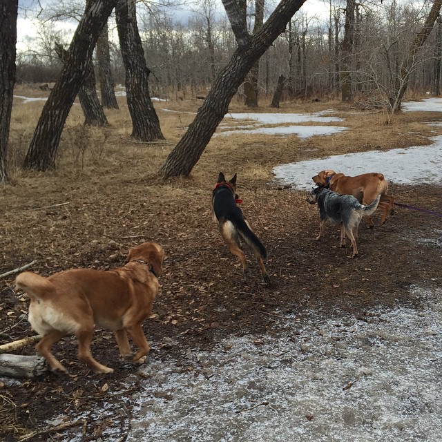 Here are some happy dawgs!!! #sunshine #summer #dogs #packwalks #dogwalker #nwcalgary #yyc