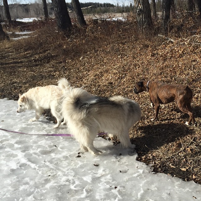 Here are some happy dawgs!!! #sunshine #summer #dogs #packwalks #dogwalker #nwcalgary #yyc