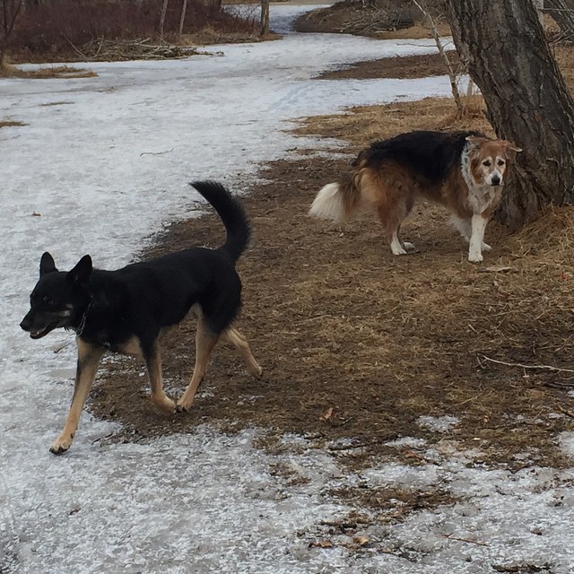 Here are some happy dawgs!!! #sunshine #summer #dogs #packwalks #dogwalker #nwcalgary #yyc