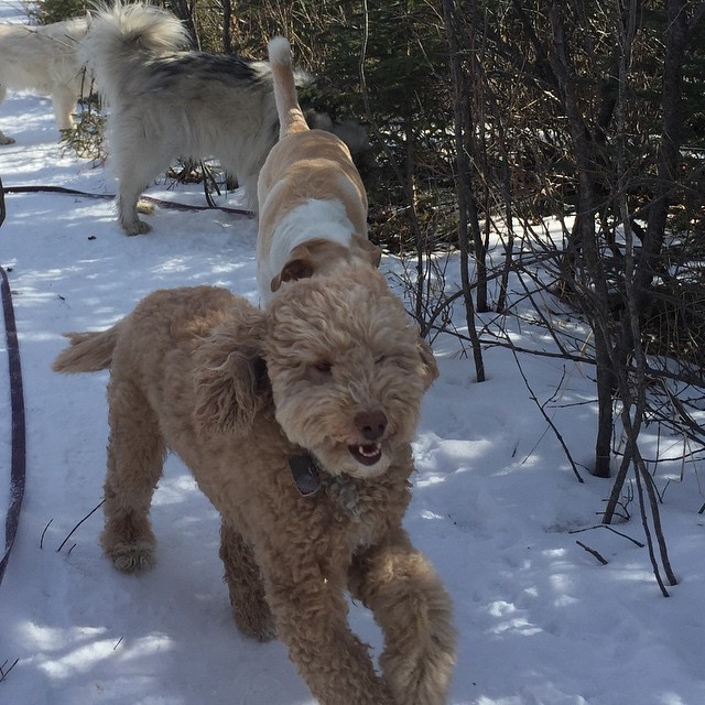 Here are some happy dawgs!!! #sunshine #summer #dogs #packwalks #dogwalker #nwcalgary #yyc