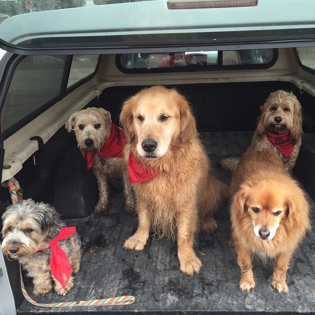 Here are some happy dawgs!!! #sunshine #summer #dogs #packwalks #dogwalker #nwcalgary #yyc