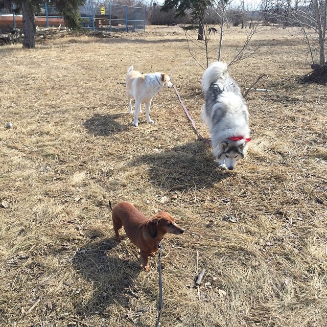 Here are some happy dawgs!!! #sunshine #summer #dogs #packwalks #dogwalker #nwcalgary #yyc