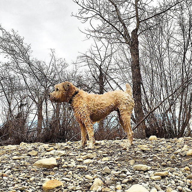 Here are some happy dawgs!!! #sunshine #summer #dogs #packwalks #dogwalker #nwcalgary #yyc