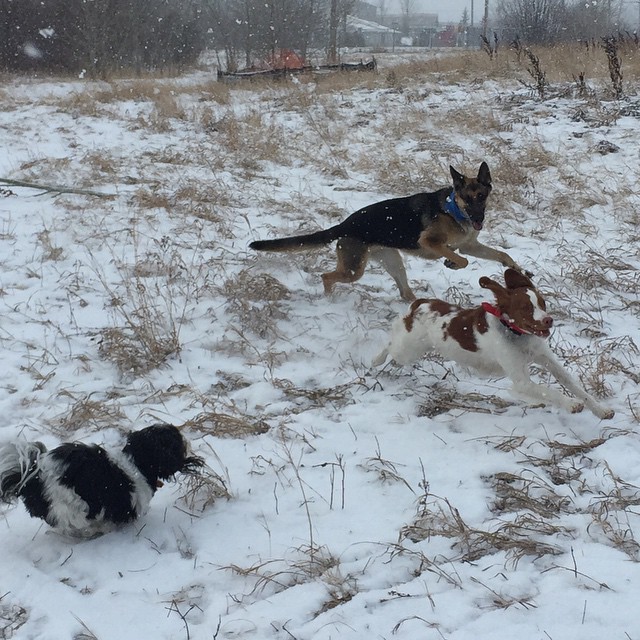 Here are some happy dawgs!!! #sunshine #summer #dogs #packwalks #dogwalker #nwcalgary #yyc