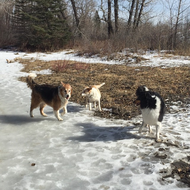 Here are some happy dawgs!!! #sunshine #summer #dogs #packwalks #dogwalker #nwcalgary #yyc