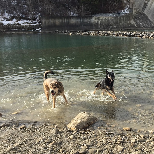 Here are some happy dawgs!!! #sunshine #summer #dogs #packwalks #dogwalker #nwcalgary #yyc