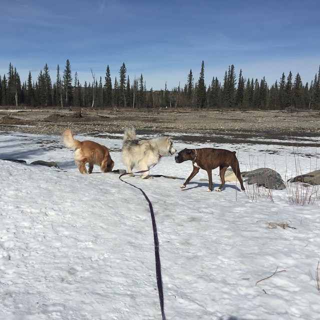 Here are some happy dawgs!!! #sunshine #summer #dogs #packwalks #dogwalker #nwcalgary #yyc