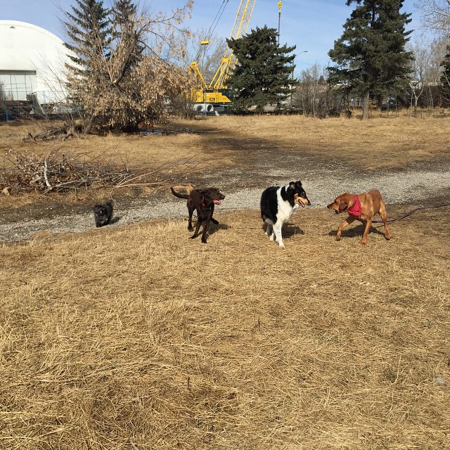 Here are some happy dawgs!!! #sunshine #summer #dogs #packwalks #dogwalker #nwcalgary #yyc