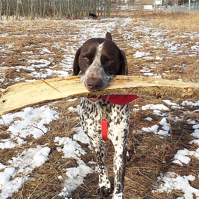 Here are some happy dawgs!!! #sunshine #summer #dogs #packwalks #dogwalker #nwcalgary #yyc