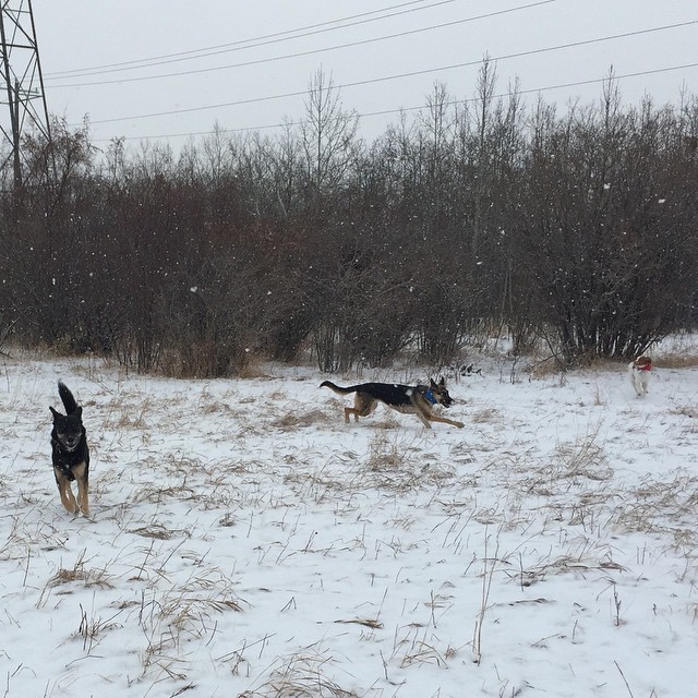 Here are some happy dawgs!!! #sunshine #summer #dogs #packwalks #dogwalker #nwcalgary #yyc
