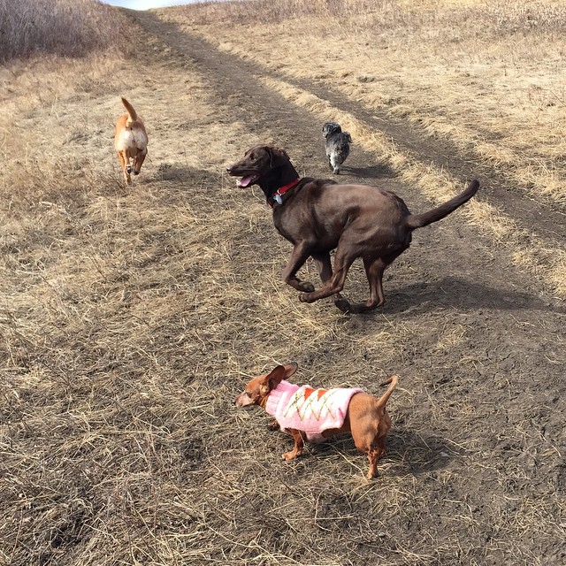 Here are some happy dawgs!!! #sunshine #summer #dogs #packwalks #dogwalker #nwcalgary #yyc