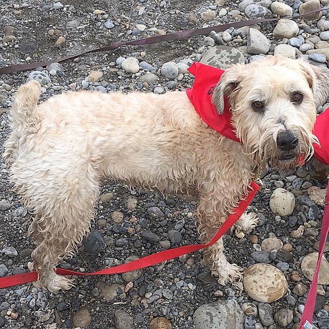 Here are some happy dawgs!!! #sunshine #summer #dogs #packwalks #dogwalker #nwcalgary #yyc