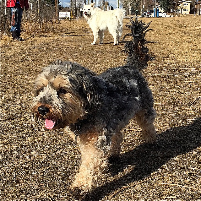 Here are some happy dawgs!!! #sunshine #summer #dogs #packwalks #dogwalker #nwcalgary #yyc