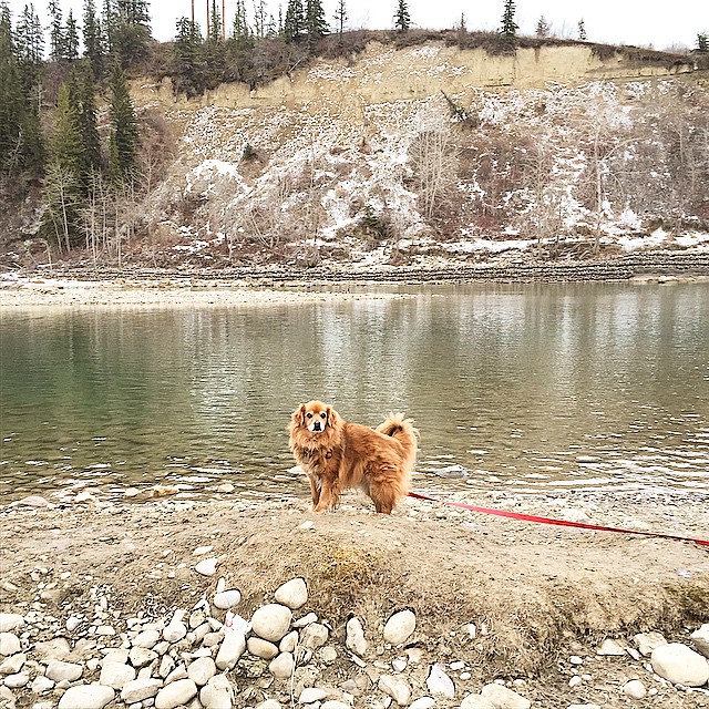 Here are some happy dawgs!!! #sunshine #summer #dogs #packwalks #dogwalker #nwcalgary #yyc