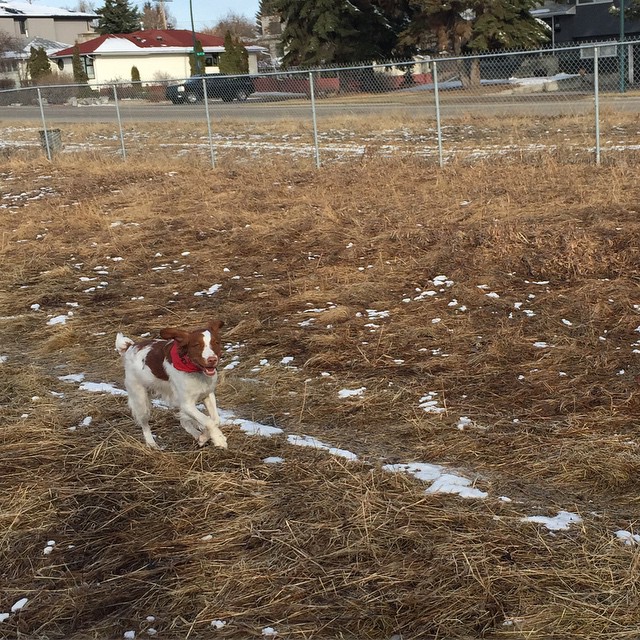 Here are some happy dawgs!!! #sunshine #summer #dogs #packwalks #dogwalker #nwcalgary #yyc