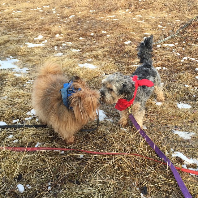Here are some happy dawgs!!! #sunshine #summer #dogs #packwalks #dogwalker #nwcalgary #yyc