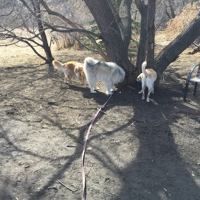 Here are some happy dawgs!!! #sunshine #summer #dogs #packwalks #dogwalker #nwcalgary #yyc