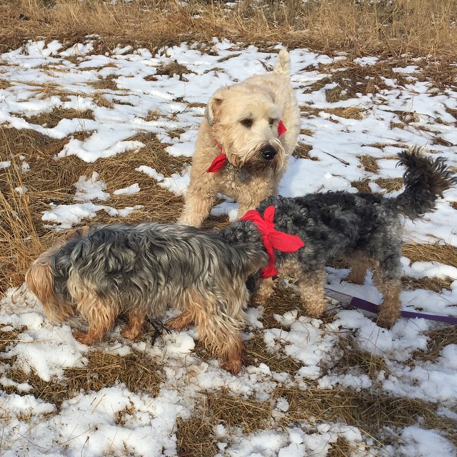 Here are some happy dawgs!!! #sunshine #summer #dogs #packwalks #dogwalker #nwcalgary #yyc