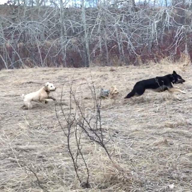 Here are some happy dawgs!!! #sunshine #summer #dogs #packwalks #dogwalker #nwcalgary #yyc