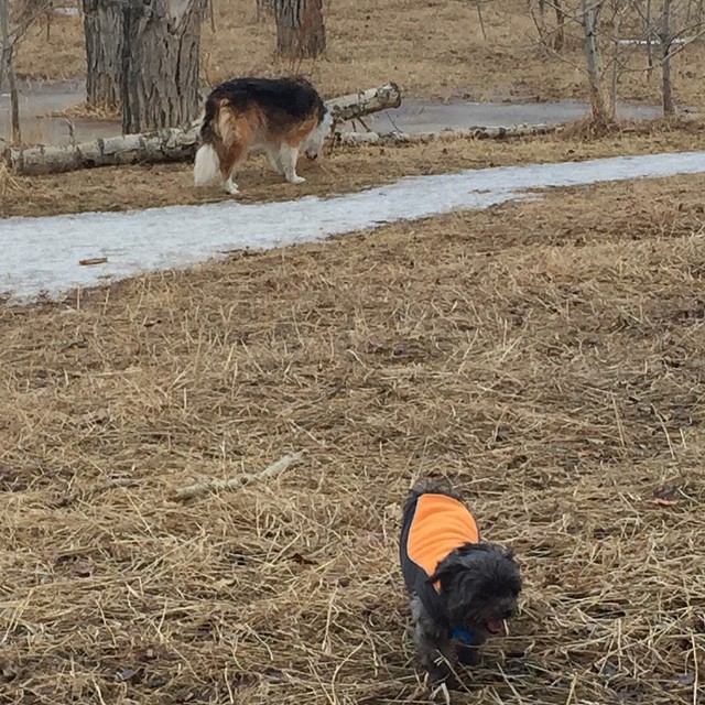 Here are some happy dawgs!!! #sunshine #summer #dogs #packwalks #dogwalker #nwcalgary #yyc
