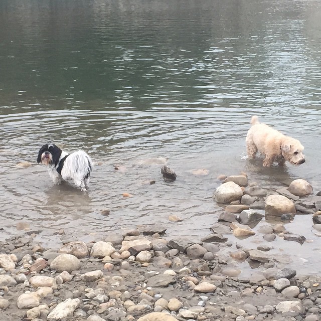 Here are some happy dawgs!!! #sunshine #summer #dogs #packwalks #dogwalker #nwcalgary #yyc