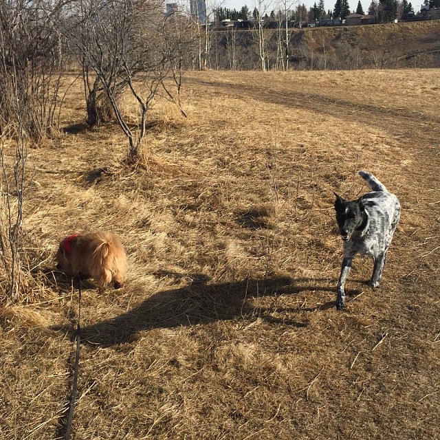 Here are some happy dawgs!!! #sunshine #summer #dogs #packwalks #dogwalker #nwcalgary #yyc