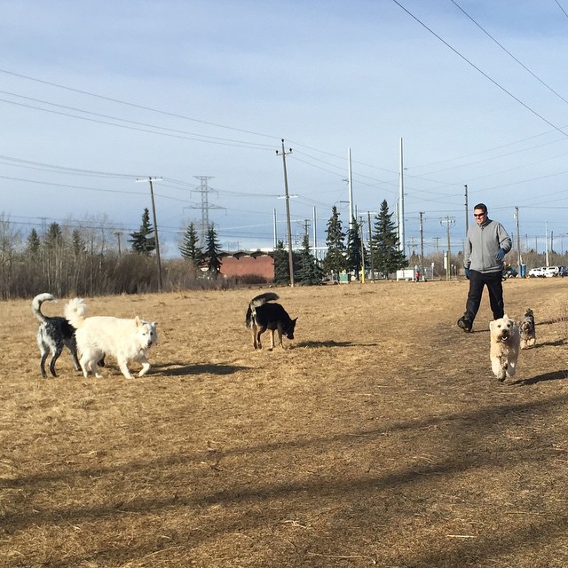 Here are some happy dawgs!!! #sunshine #summer #dogs #packwalks #dogwalker #nwcalgary #yyc