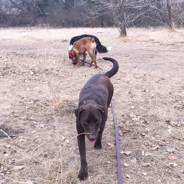 Here are some happy dawgs!!! #sunshine #summer #dogs #packwalks #dogwalker #nwcalgary #yyc
