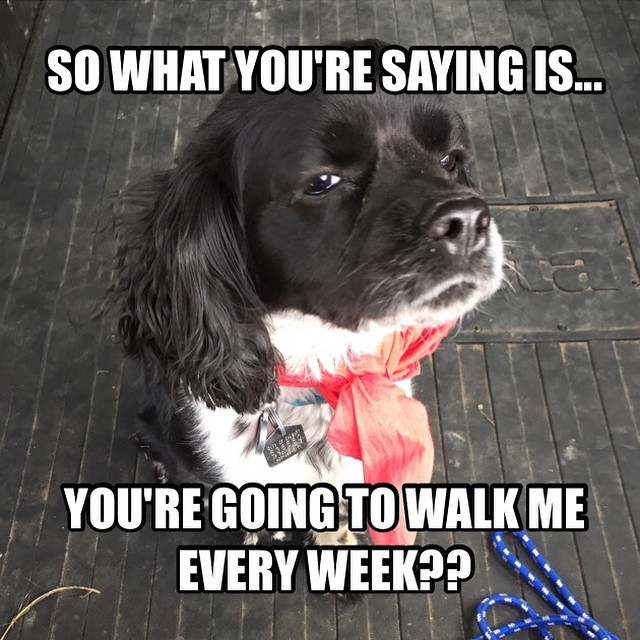 Here are some happy dawgs!!! #sunshine #summer #dogs #packwalks #dogwalker #nwcalgary #yyc