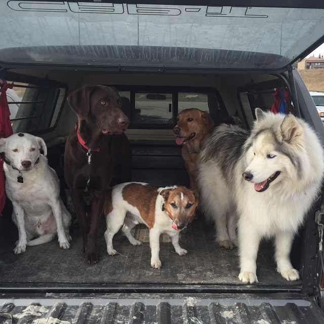 Here are some happy dawgs!!! #sunshine #summer #dogs #packwalks #dogwalker #nwcalgary #yyc