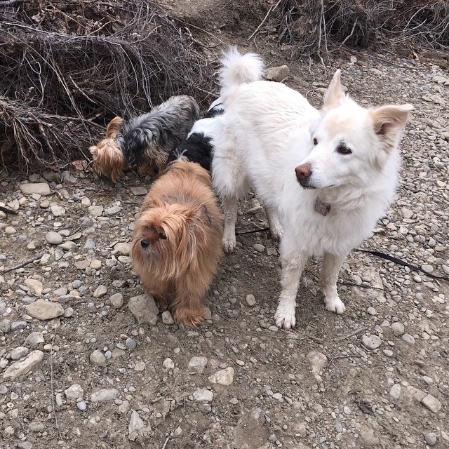 Here are some happy dawgs!!! #sunshine #summer #dogs #packwalks #dogwalker #nwcalgary #yyc