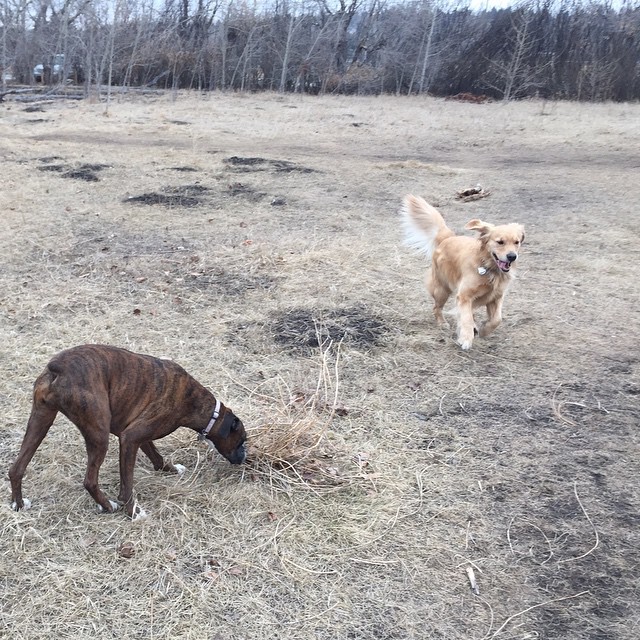 Here are some happy dawgs!!! #sunshine #summer #dogs #packwalks #dogwalker #nwcalgary #yyc